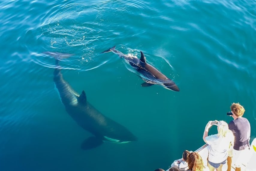 Whale & Dolphin Safari-5